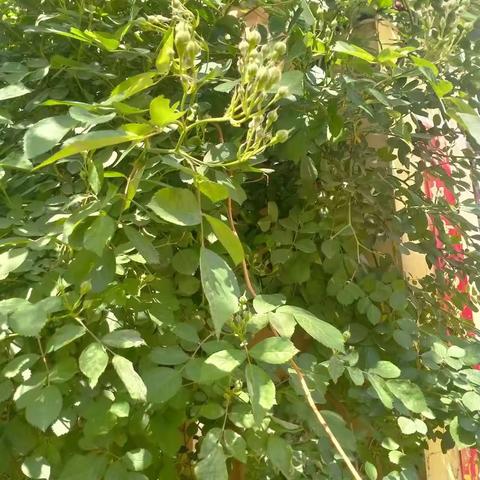 遇见的植物朋友