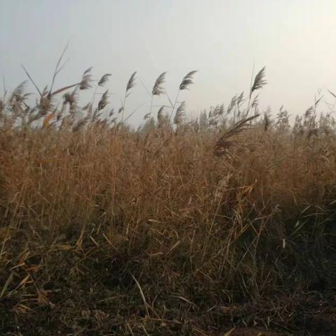 秋风知劲草     板荡知能臣