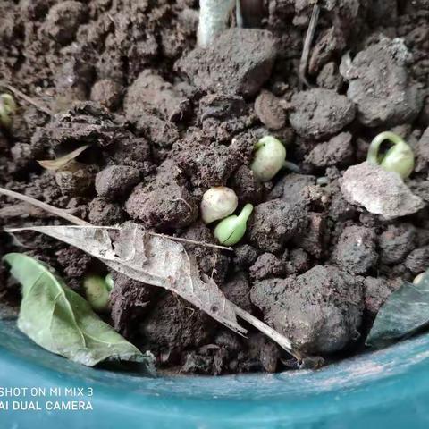 豆芽种植日记