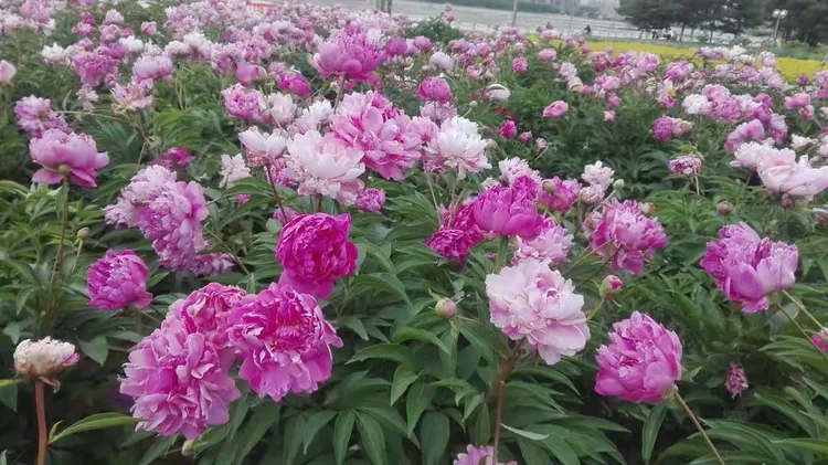 观赏芍药价格多少钱