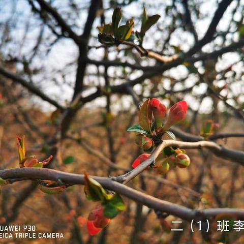 孟春之月，共赴春光 ——郎庄小学 学子宅家寻“春趣”