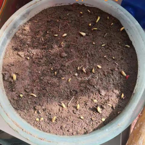 赵家蓬区中心幼儿园小一班蒜苗成长记录