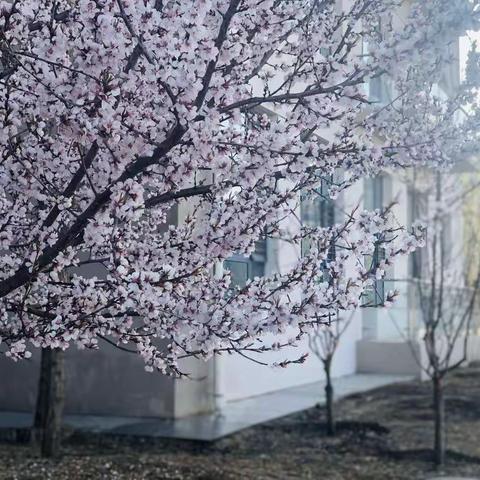 康二幼4月16日云端课程