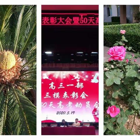 守得云开见月明，一日摘尽长安花