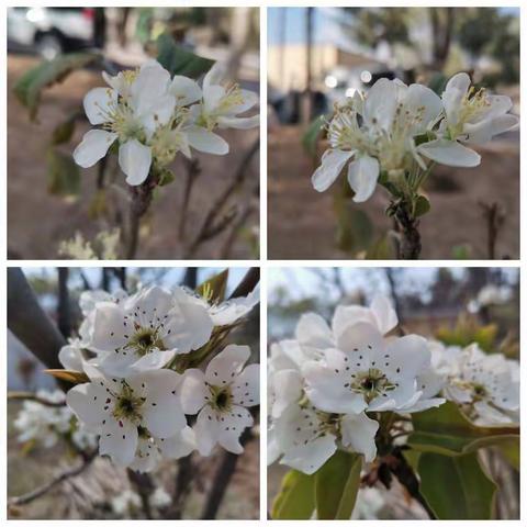 阳光四溢 春暖花开