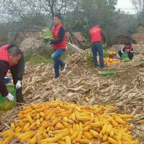 耀州区气象局赴帮扶单位助力农民抢收秋粮