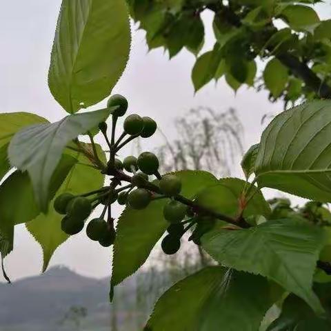 寻找春姑娘的足迹——代沁可