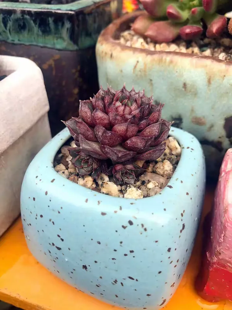 红边边，红尖尖！