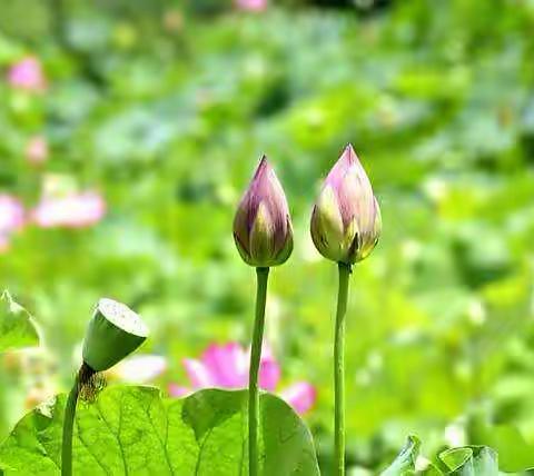 西派幼儿园——2022年（语言）学期汇报