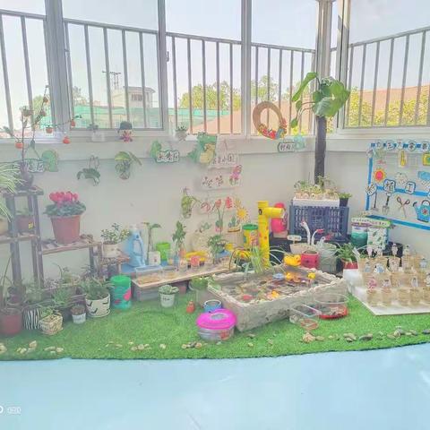 🌺角落之美，自然之趣🌺—芒市艾根斯幼儿园北大班植物角