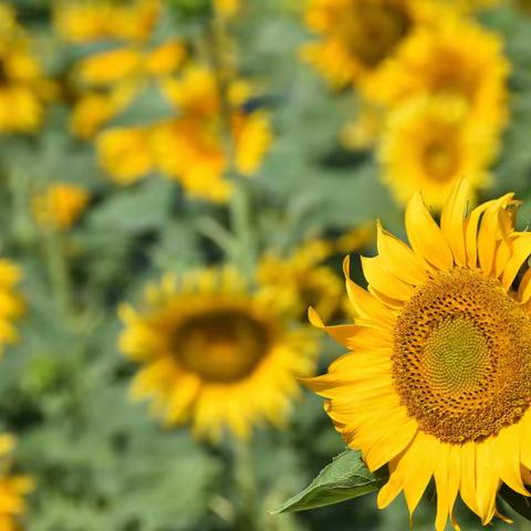 “向日花海，浪漫与你不期而遇”——永平镇向日花海邀你来打卡了！