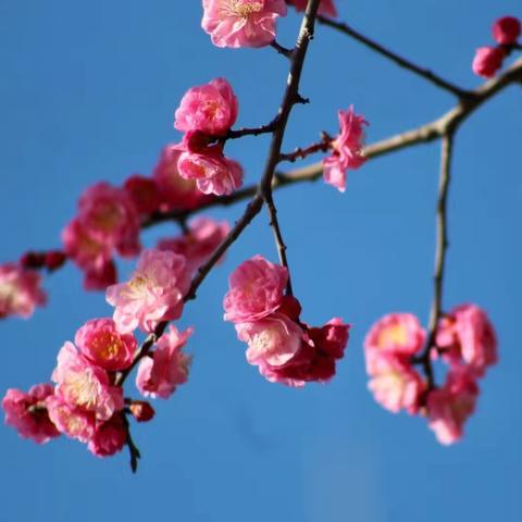 记疫成长，春华秋实——忆特殊时期的录课
