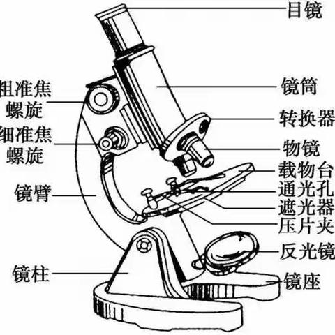 显微镜的介绍及使用