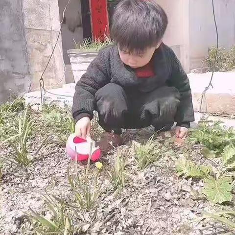 智林实验幼儿园芽二班  《植树节》