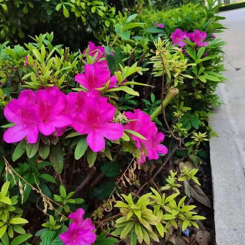 春天来了，大地上的每一个角落都充满了春天的气息。