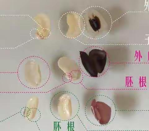 线上教学寓教于乐，求学之旅寓学于趣——南湖科学科组第六周教学课堂