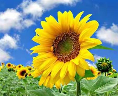 教材通研，助力成长———记柏林镇小学数学二年级教研培训