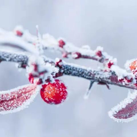 小雪到❄️冬始俏