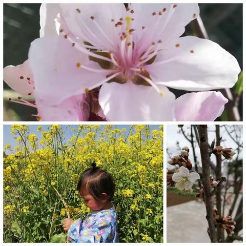 春暖花开，我们去野餐