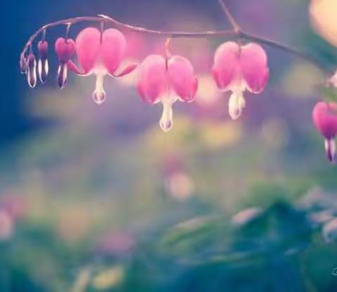 世间万物复苏，等一切过去，与你共赴春光……