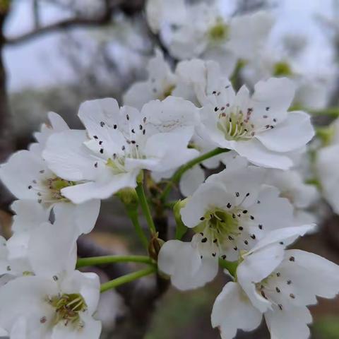 寻找春天，感受自然。——龙池村幼儿园春游美篇。