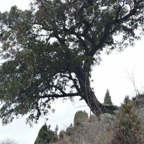 山上那棵树