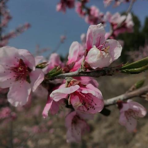 四月桃花红满园