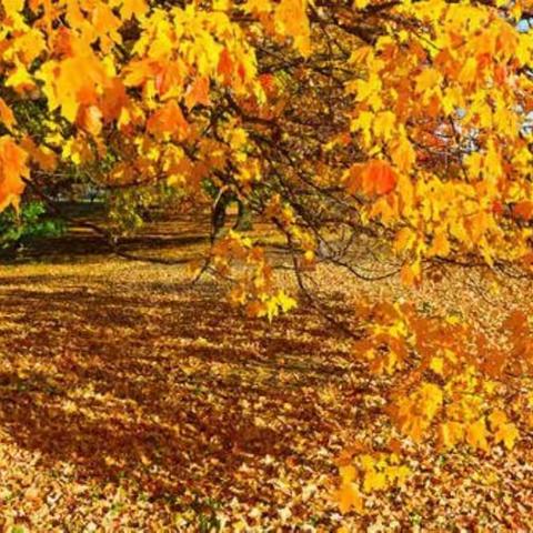 现代诗：秋天是什么？