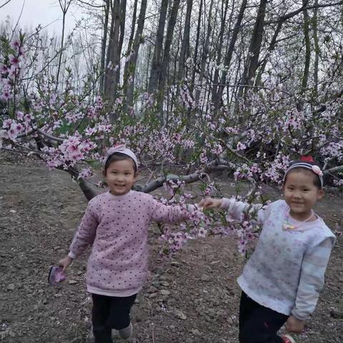 胡士庄寨学校幼儿大班开花的季节户外赏花玩耍，快乐成长！☘️🌺️🌸️👶️👦️