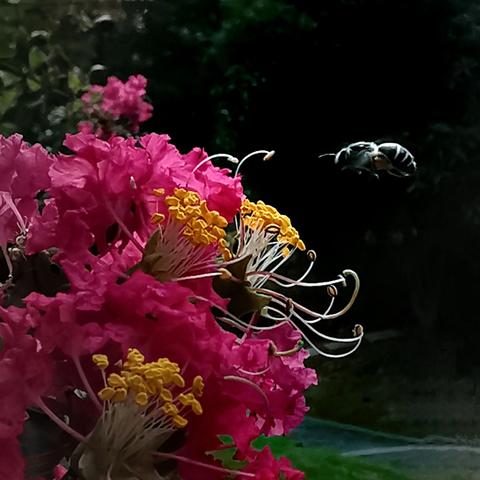 紫气东来，薇占半夏芳菲