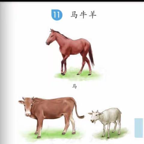 第十一课第一课时《马牛羊》