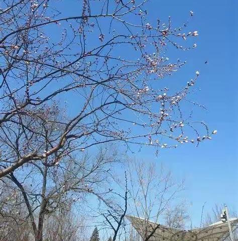 【张雍梓】美丽的春天