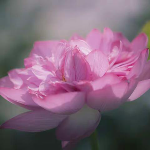荷花之2020