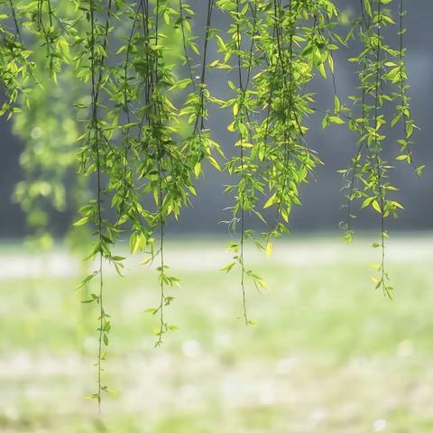 春风送新绿，教研拓新路——大因镇“三课一研”纪实（大因小学）