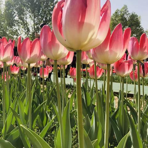 学不止，研不断——大因镇“三课一研”纪实（大因小学）