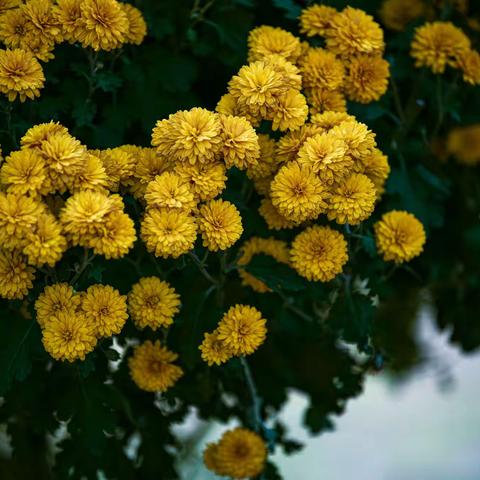 立冬赏菊之随想