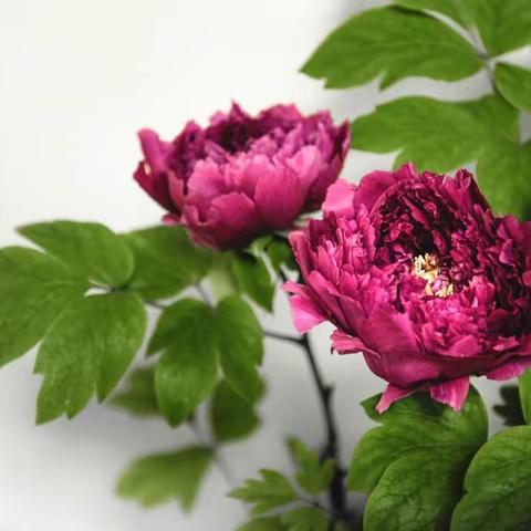 “花开盛世”观牡丹