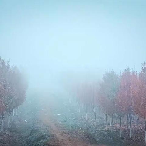 【留住城市的秋色，迎接初冬】文华学院赏红枫