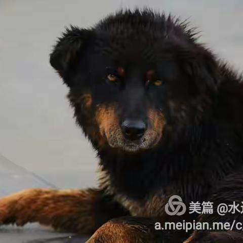 随手拍的汪星人