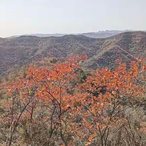 龙凤山到此一游，也没有拍下什么照片，算是今年把红叶看了