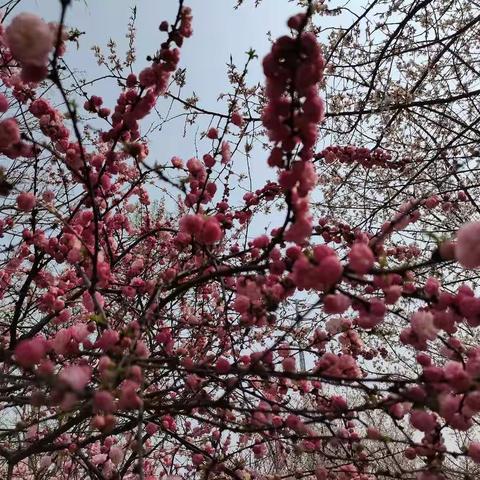 大三班战“疫”时光-5月21日