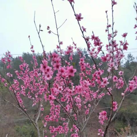 村居