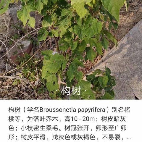 植物小站第一站