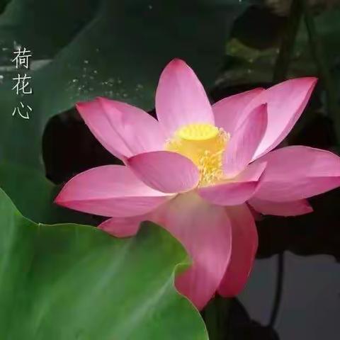 昆明市政府机关第二幼儿园金域南郡花园校区——小二班亲子游戏《卡纸拼贴荷花》