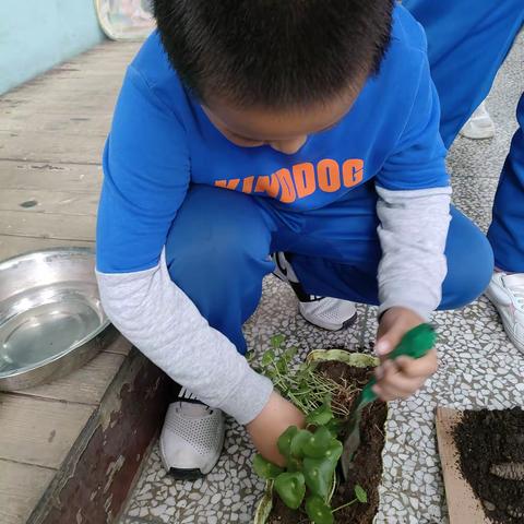 种植绿植 种植希望 种植快乐！——福伦小学三年七班种植纪实（二）
