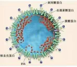 第二期《我的研学报告》 五年一班 王嵩淇