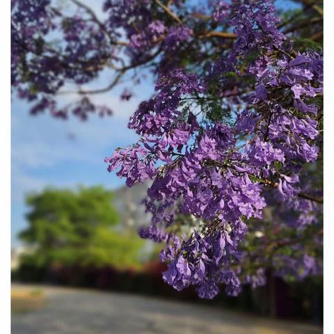 这个季节最热闹的蓝花楹