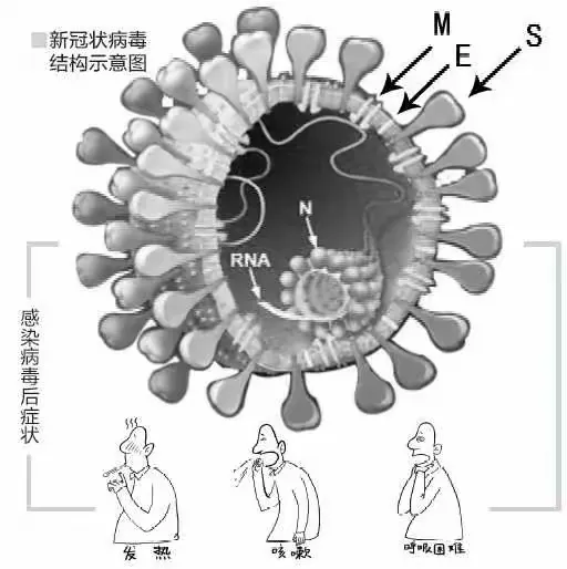 新型冠状病毒