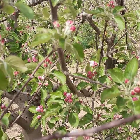 春回农家小果园，花团锦簇迎丰年