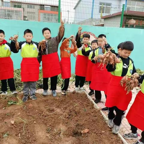 乐在秋天    “薯”你最棒   ——2017级13班挖红薯活动